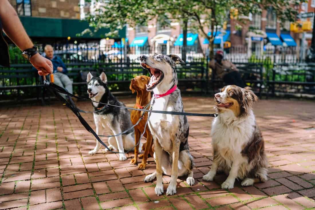 10 most pet-friendly cities in US