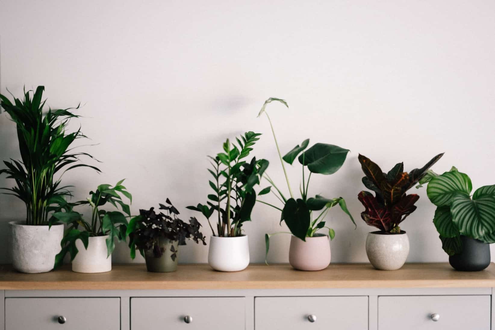 popular plants for your home
